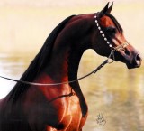 Marwan Al Shaqab